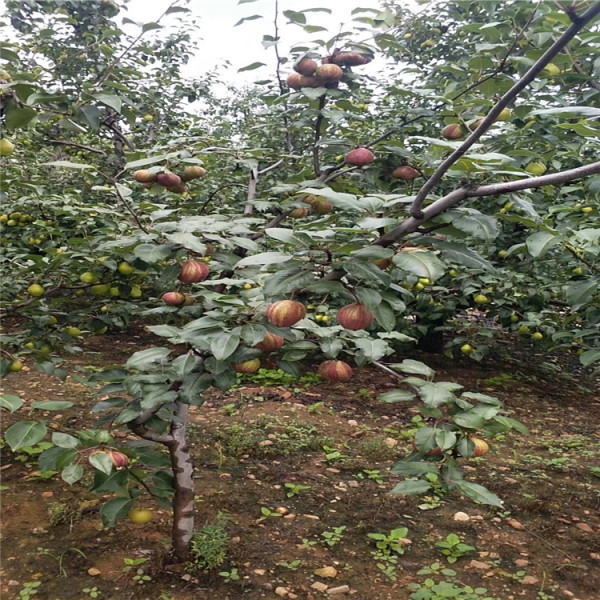 晚秋黃梨樹苗