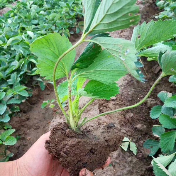 京郊小白草莓苗