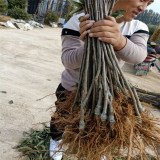 苹果树苗哪里卖 水蜜桃苹果树苗哪里有卖的 哪里卖苹果树苗