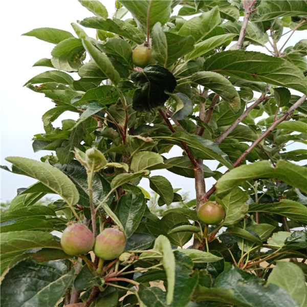 苹果树苗好品种