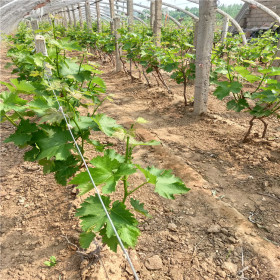 葡萄樹苗價格 葡萄苗基地 哪里賣葡萄苗