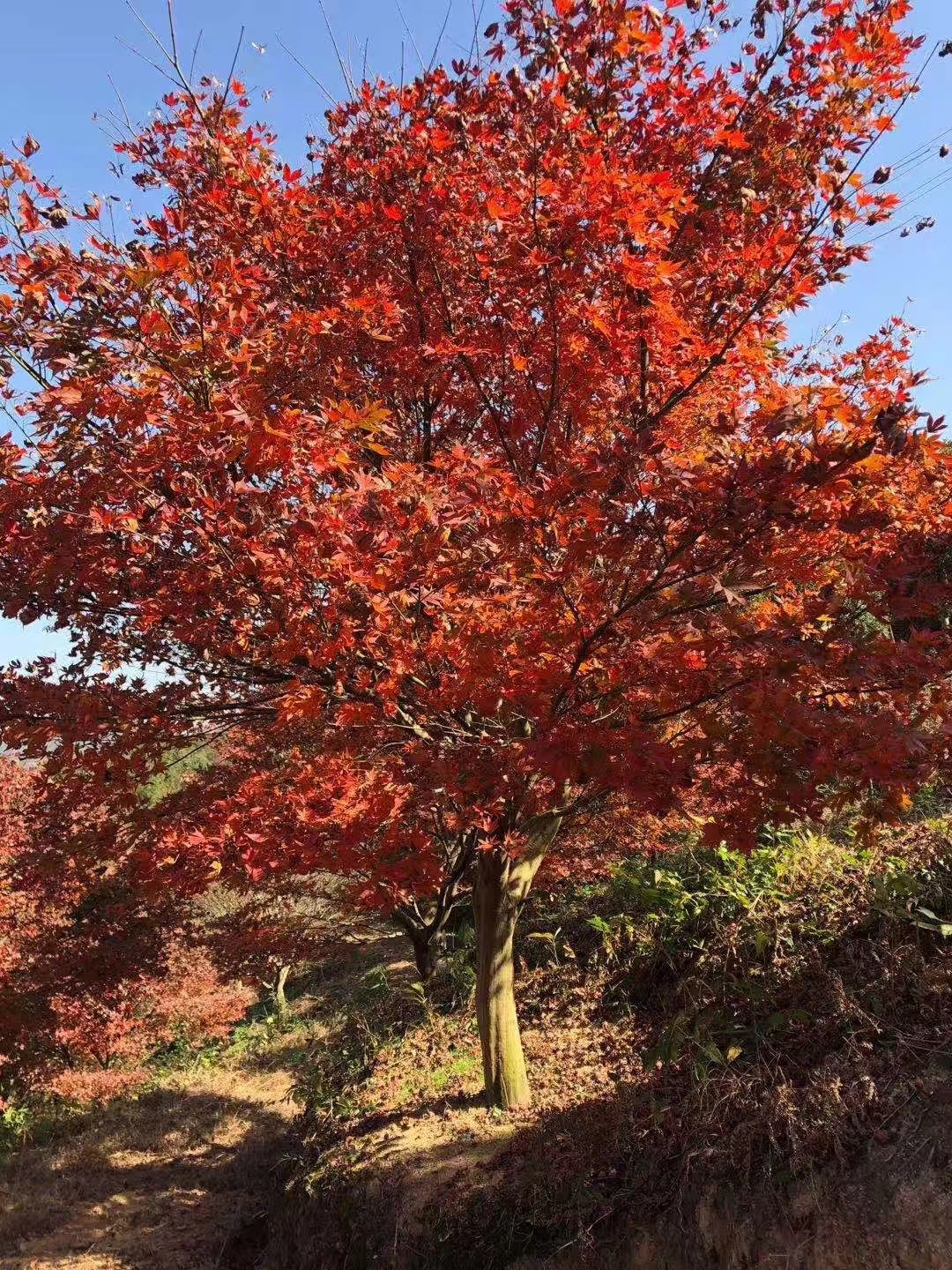 供應三季紅紅楓_三季紅紅楓價格