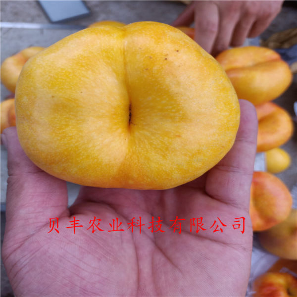 暢銷(xiāo)好品種桃樹(shù)苗