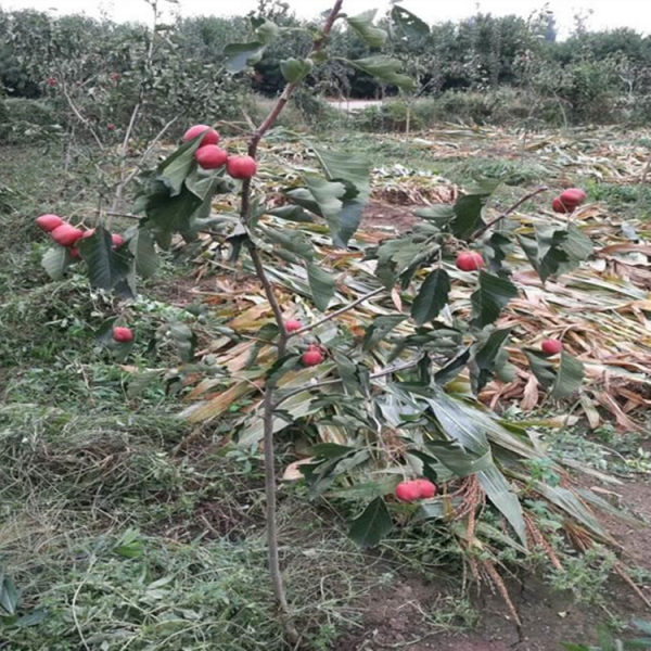 甜紅子山楂苗