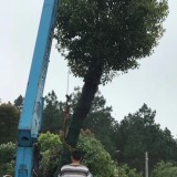 湖北移植香樟价格 湖北移植香樟基地