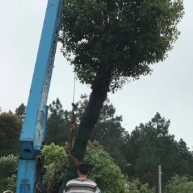 湖北移植香樟价格 湖北移植香樟基地