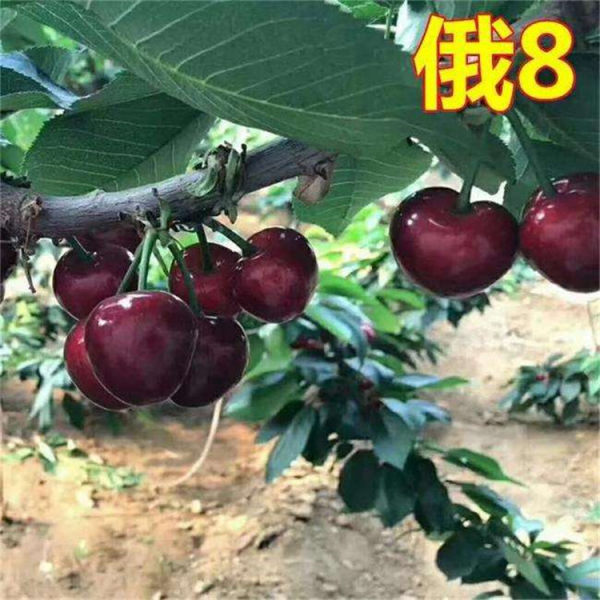 俄羅斯8號(hào)大櫻桃