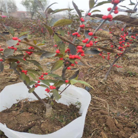 泰安北美冬青樹苗種植基地 三年北美冬青價格