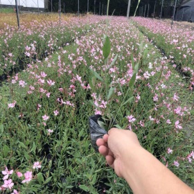 供應(yīng)60-100cm千鳥花，成都基地直銷，量大從優(yōu)