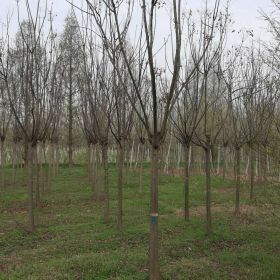 欒樹價格，欒樹基地價格，河南欒樹基地價格