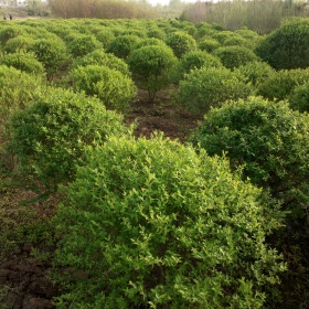 金叶女贞球价格，河南金叶女贞球苗圃基地