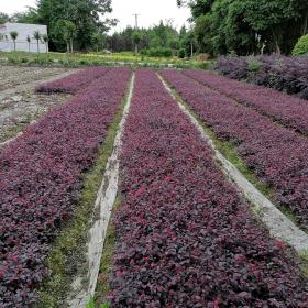 紅繼木苗基地 紅繼木苗20-40公分價格多少錢