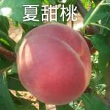 夏甜桃品種介紹夏甜桃樹(shù)苗價(jià)格一公分夏甜桃樹(shù)苗價(jià)格