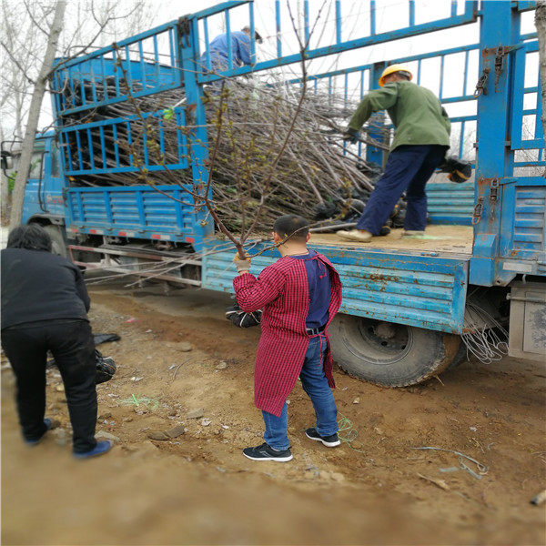 鲁樱3号樱桃苗