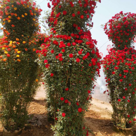 月季花瓶 月季花瓶价格