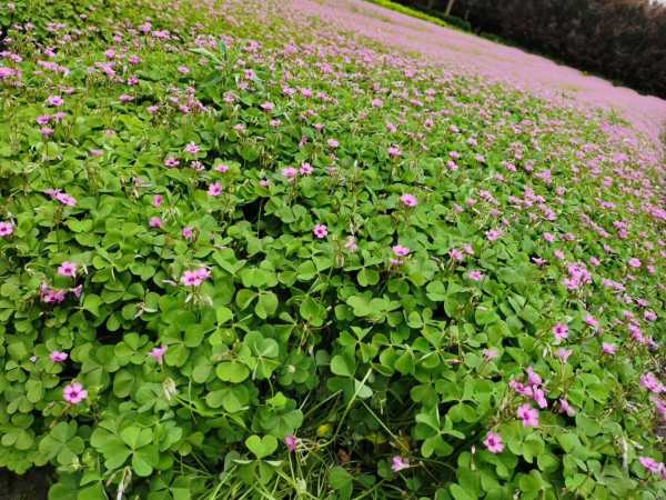 红花酢浆草