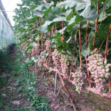 四川地区克伦生葡萄苗种植密度介绍