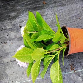 繡球花基地 繡球花無盡夏30-35公分價格多少錢