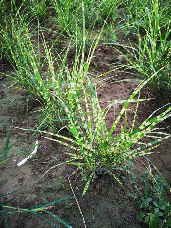 供應細葉芒 斑葉芒批發 花葉芒圖片 斑葉芒價格表