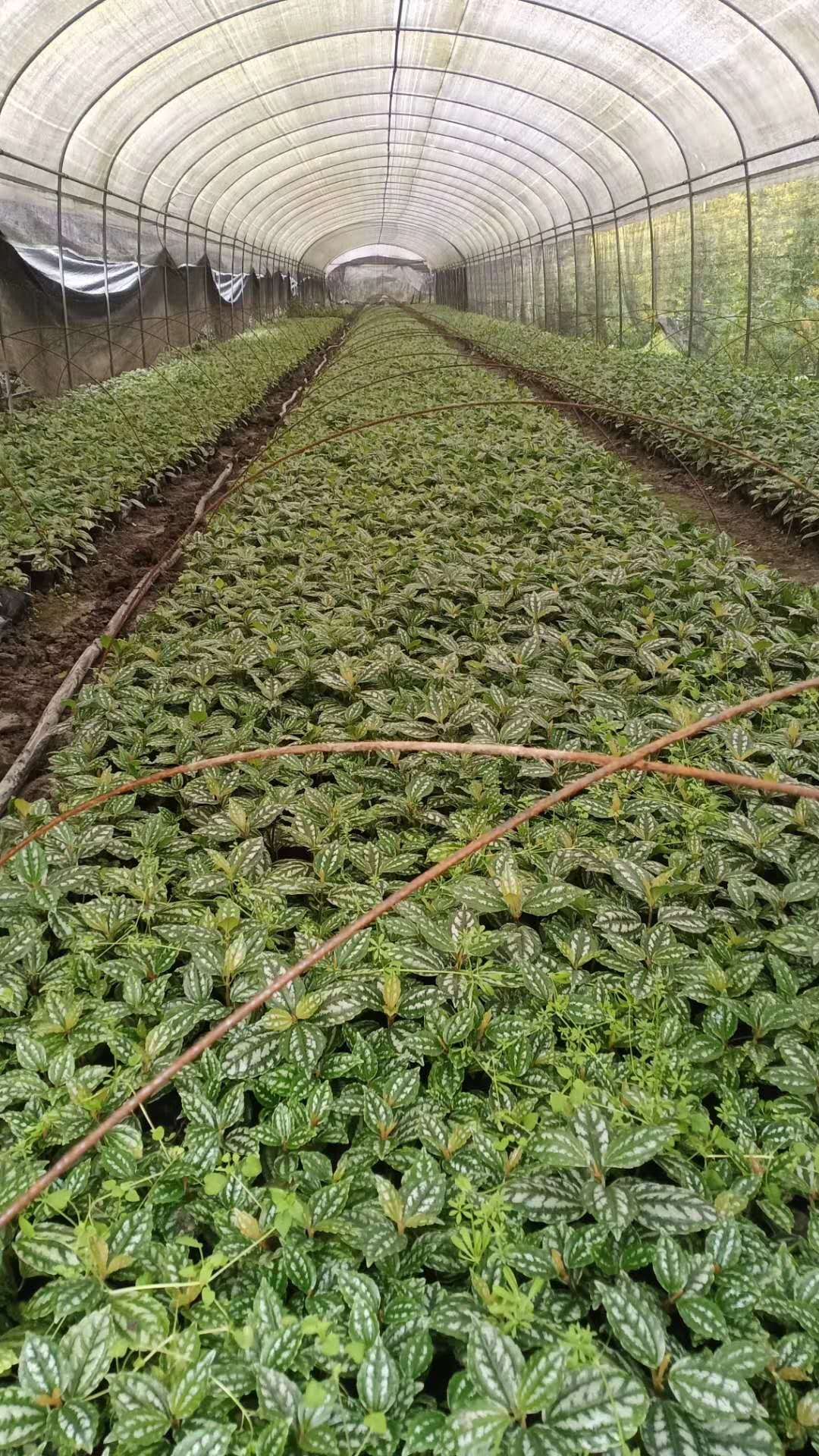 冷水花大量批发价格优惠 冷水花基地_绿化苗木_-西北苗木网