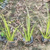 基地供應(yīng)花葉香蒲苗 優(yōu)質(zhì)水生植物花葉香蒲價格