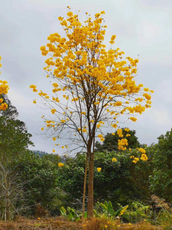 黄花风铃木