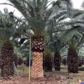 漳州加拿利海枣基地 加拿利海枣小苗价格