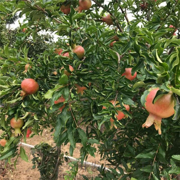 泰山紅石榴石榴苗