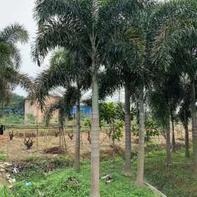 漳州狐尾椰子苗基地 福建漳州批发狐尾椰子树