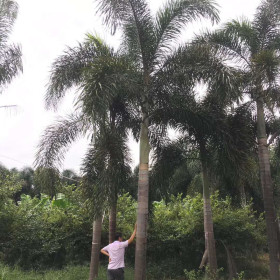 狐尾椰子树多少钱一棵 福建狐尾椰子树价格