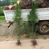 山东侧柏苗木基地急售各规格侧柏量大价低