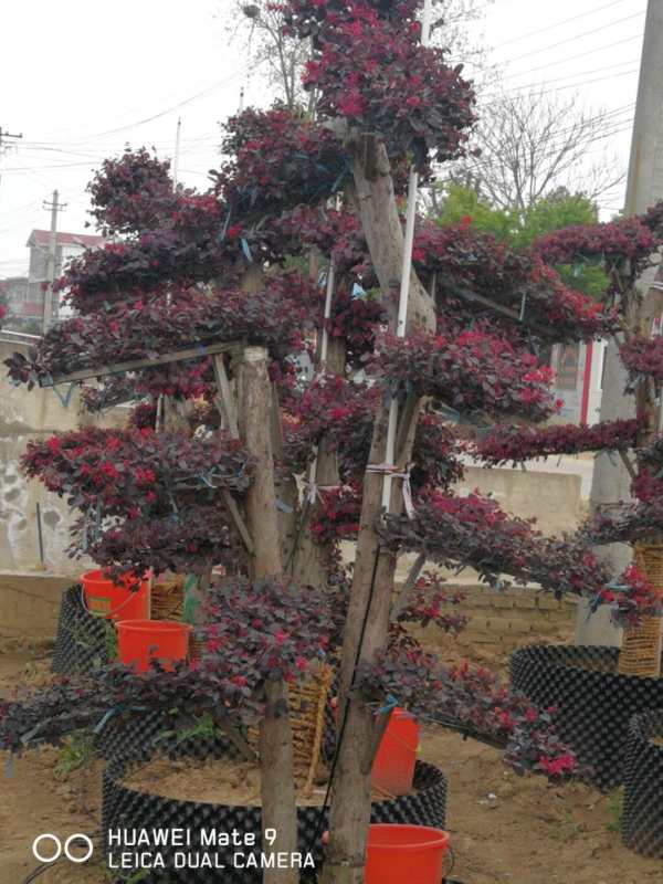 紅花繼木樁價格