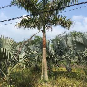 大王椰树苗哪里有卖 福建大王椰树苗基地批发