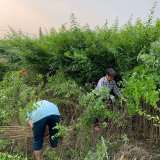 2米高的小葉女貞條子大量批發(fā) 小葉女貞基地