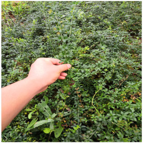 迎春花小苗價格 泰安種植基地 大量供應迎春花苗