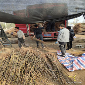 香椿苗種植批發(fā)基地 1公分香椿樹苗多少錢一棵 田駿苗圃直銷