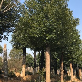 湖北移植香樟基地 湖南移植香樟价格