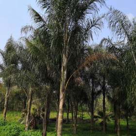 皇后葵生产基地 漳州皇后葵大树种植基地