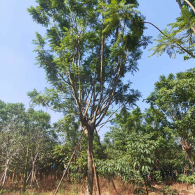 蓝花楹苗哪里有卖 福建蓝花楹种植基地批发