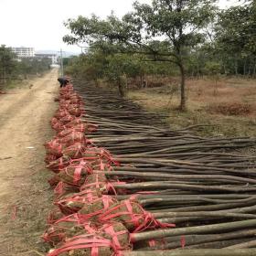 基地直销 江西木荷苗 木荷容器苗 成活率高 量大从优