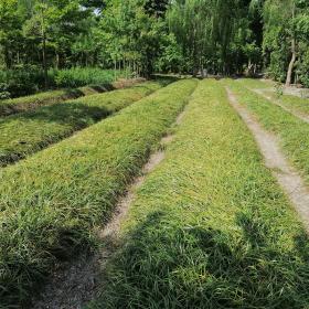 沿阶草基地批发 沿阶草哪里有 沿阶草成都货源