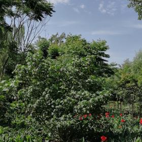 成都丛生木芙蓉 丛生木芙蓉多少钱 基地供应