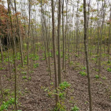 江西黄山栾树基地 九江栾树小苗批发基地