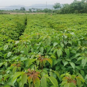 江西重阳木小苗基地 1-2公分重阳木小苗价格