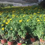 木春菊基地 供應20-50公分木春菊 成都貨源