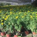 木春菊基地 供应20-50公分木春菊 成都货源