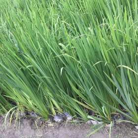 成都水生植物 供应80-100公分菖蒲 水景基地