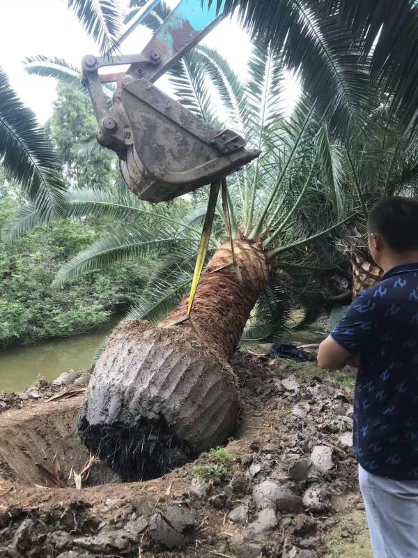 加拿利海枣