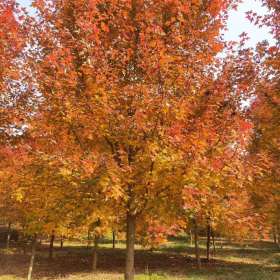 沭陽美國紅楓基地，秋火焰小苗 十月光輝圖片 紅點(diǎn)價(jià)格表