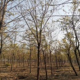 刺槐基地 香花槐价格 黄花槐图片  红花槐苗圃直销